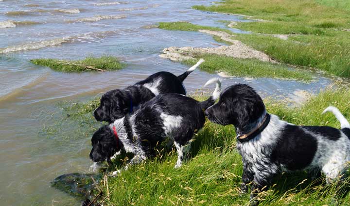 Aika Welpen Piening Tiebensee